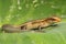 A young sun skink is looking for prey on a moss-covered ground.