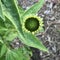 A young sunflower just beginning to grow