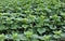 Young sunflower plants before the flowers appear