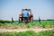 Young sunflower weed plowing