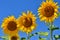 Young sunflowers bloom in field against a blue sky