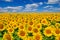 Young sunflowers bloom in field against a blue sky