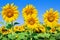 Young sunflowers bloom in field against a blue sky