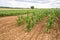 Young sunflowers and crops of early corn