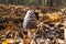 Young sunlit parasol mushroom growing in forest