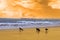 Young surfers walking on sunset beach