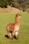 Young suri alpaca standing in paddock