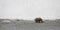 Young suspicious shaggy brown bear on a shingle Bank