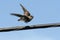 Young Swallow in Flight