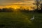 A young swan crosses the river meadow at sunset on the western edge of Sudbury, Suffolk