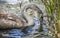 Young Swan feeding in reeds of lake