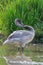 Young Swan grooming.