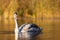 Young swan on a lake on a colourful autumn evening