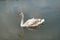 A young swan is a mute in the Abrau-Durso lake