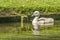 Young swan in a pond