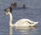 The young swan and redhead ducks