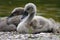 Young swan resting on a lakeshore