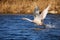 Young swan running on the water