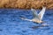 Young swan running on the water