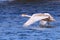 Young swan running on the water