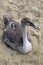 The young swan is on the sand. Wild nature, The young swan is grey