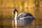 Young swan swimming on a lake on a colourful autumn evening