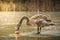 The young swan tries to eat a roll thrown on a frozen pond