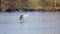 Young swan walking on the frozen surface of the pond.