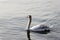 Young swan with white-brown plumage swims on the lake, the feathers are first brown and then change color during growth to white,