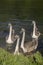 Young Swans