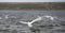 Young Swans at Abbotsbury being Taught how to Take off