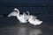 Young swans at night beach