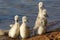 Young swans resting in front of the lake