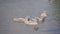 Young swans sail over the lake and hunt in the water