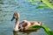 Young swans swim in the pond in clear water