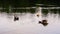 Young swans are swimming and relaxing on a pond