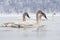 Young swans swimming during the winter