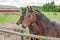 Young Swedish Warmblood horses