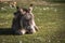 A young sweet donkey calf face. Miniature domestic donkey foal in field. Portrait of cute donkey