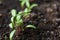 Young Swiss Chard or Mangold Seedlings