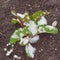 Young Swiss chard plant in raised bed garden freezing frosty near Dallas, Texas, USA