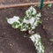 Young Swiss chard plant in raised bed garden freezing frosty near Dallas, Texas, USA