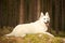 Young Swiss white shepherd female in summer forest