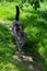 young tabby cat calmly walks along the path of the lawn in the garden.