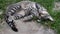 Young tabby cat with cute paw at nose sleeps curled up