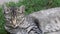 Young tabby cat face with green eyes move grey ears and lower head down