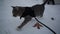 Young tabby cat in jacket and leash takes its first awkward steps on snow
