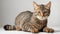 Young tabby cat. on white background