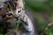 Young Tabby Kitten Playing Curiously with a Blade of Grass