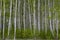 Young tall birch trees with fresh bright green foliage